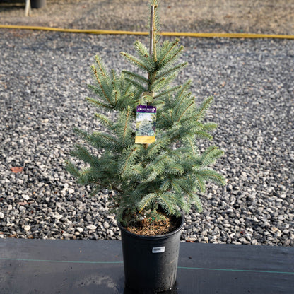 Fat albert blue spruce tree in landscape displaying blue pine needles with evergreen interest.