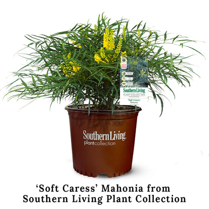 Mahonia Soft Caress 3 Gallon
