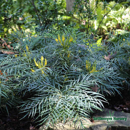 Mahonia Soft Caress 3 Gallon