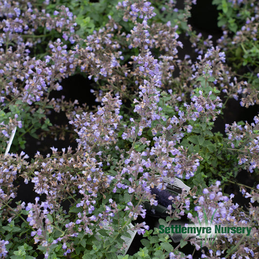 Catmint Nepeta