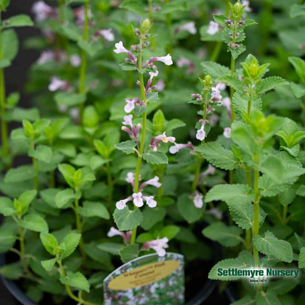 Catmint Nepeta