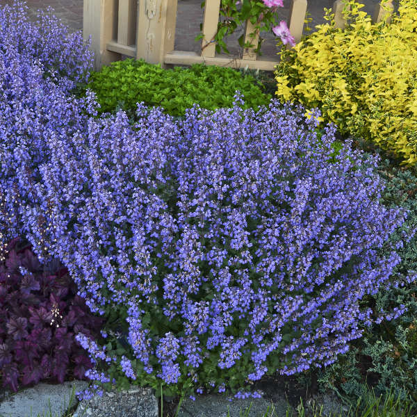 Catmint Nepeta