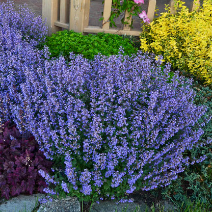 Catmint Nepeta