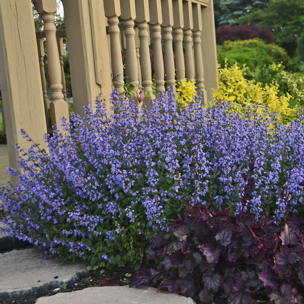 Catmint Nepeta
