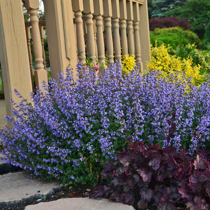 Catmint Nepeta