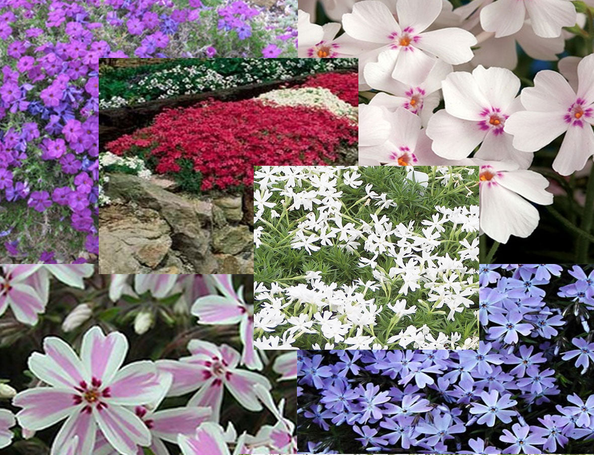 Creeping Phlox 1 Gallon