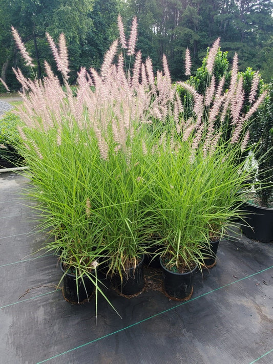 Grass Karl Foerster 1 Gallon
