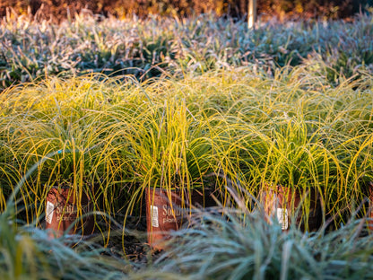 Carex Everillo Ornamental Grass