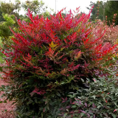 Nandina Obsession