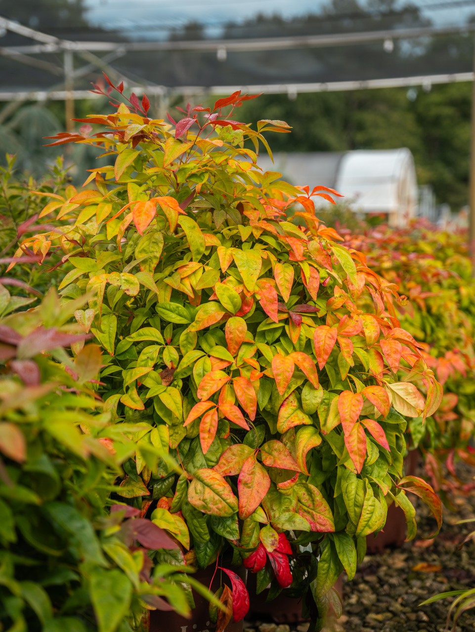 Blush Pink Nandina