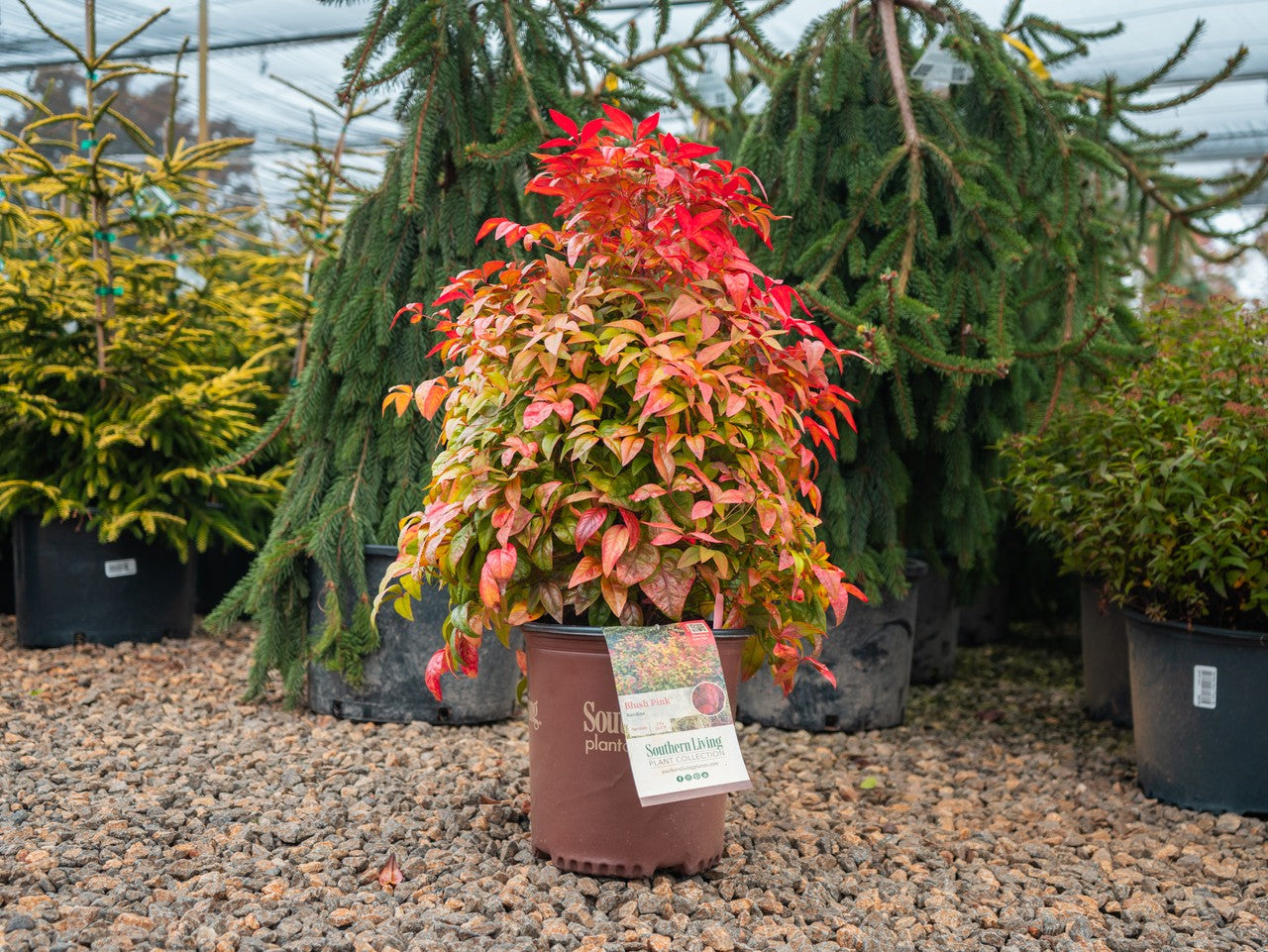 Blush Pink Nandina