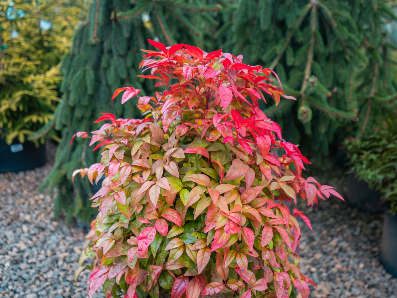 Blush Pink Nandina