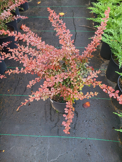 Barberry Rosy Glow 2 Gallon