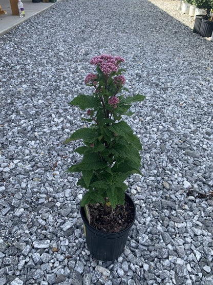 Little Joe Pye Weed