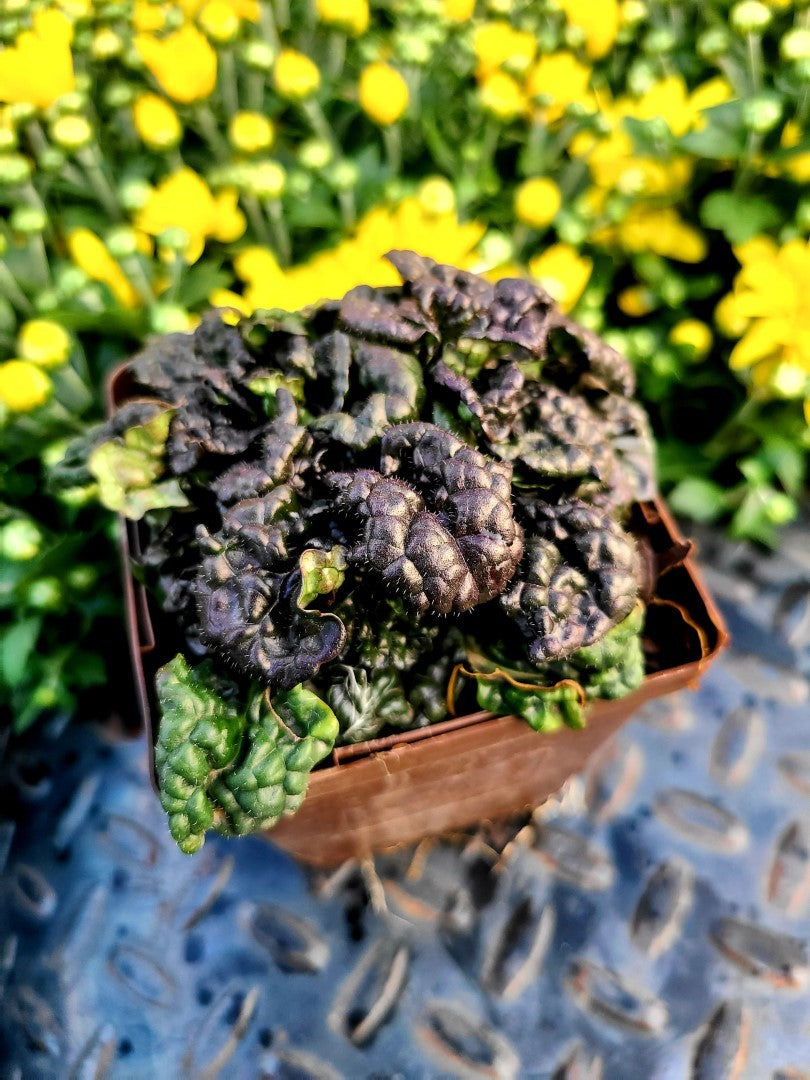 Ajuga