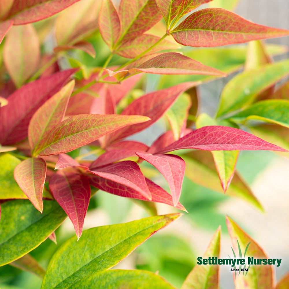 Nandina Obsession