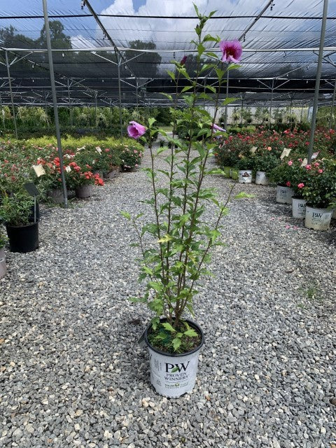 Hibiscus Purple Pillar 2 Gallon Proven Winners