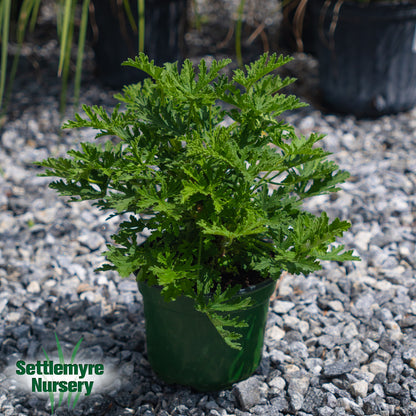 Citronella Mosquito Plant