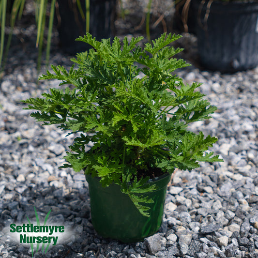 Citronella Mosquito Plant
