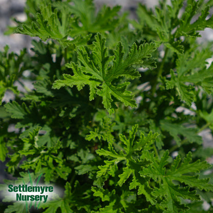 Citronella Mosquito Plant