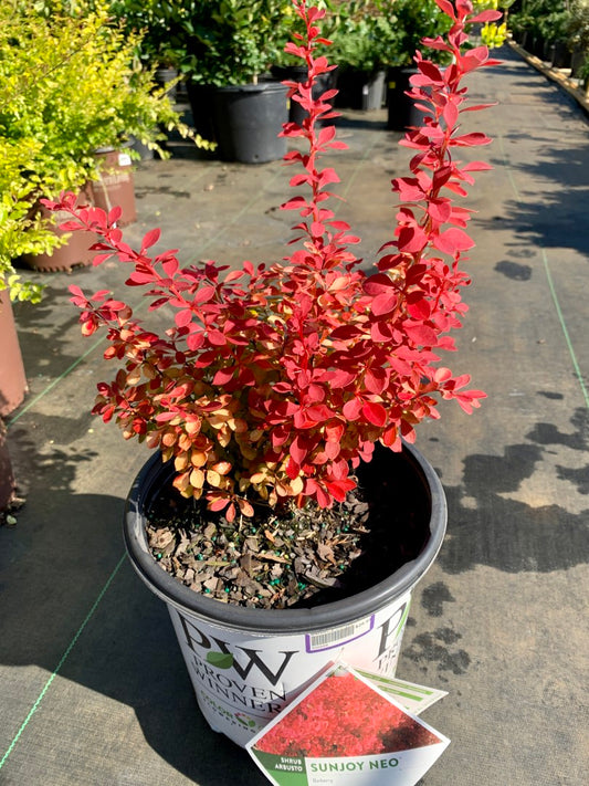 Barberry Sunjoy Neo 2 Gallon