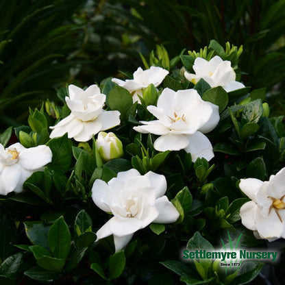 Gardenia Big Beauty 3 Gallon