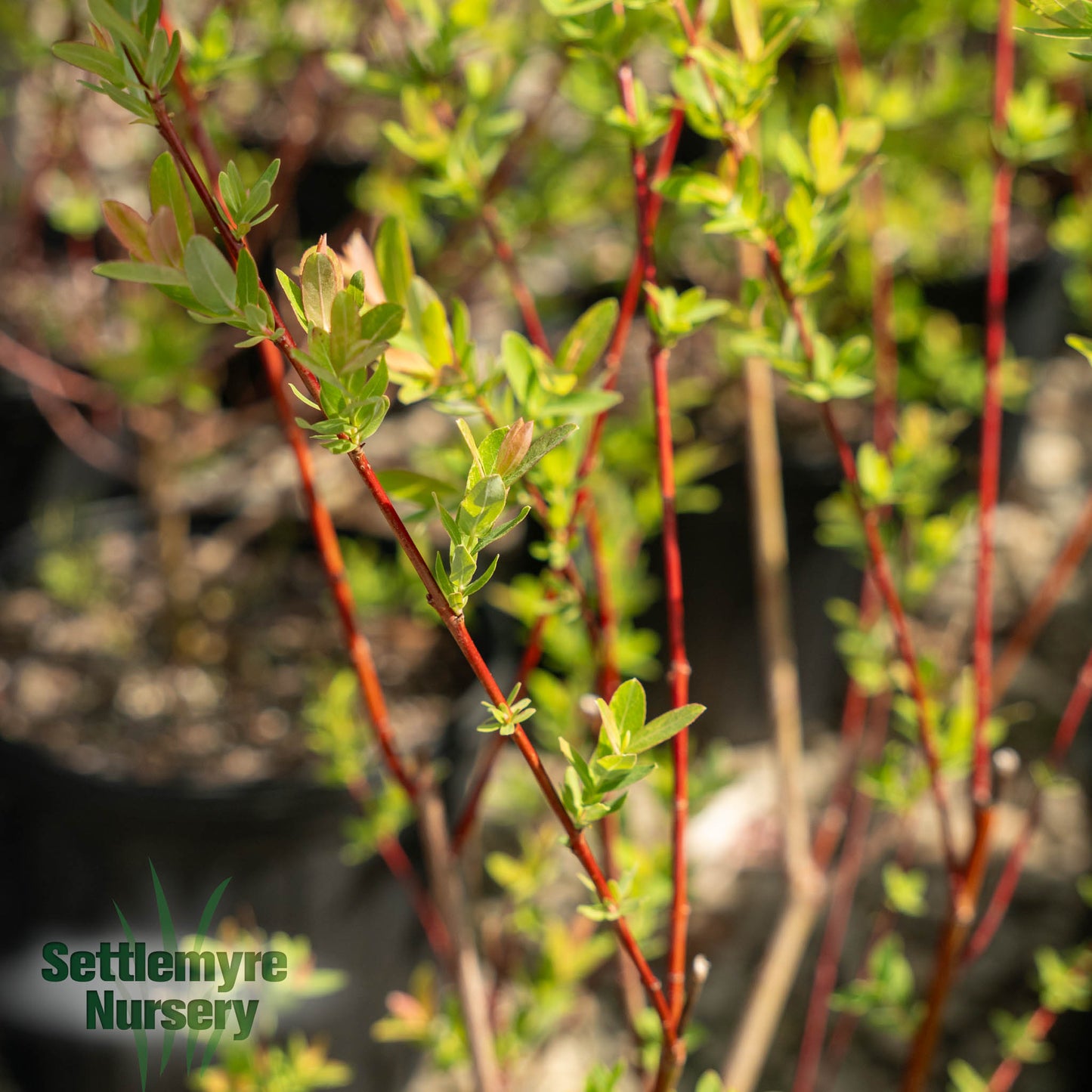 Dappled Willow