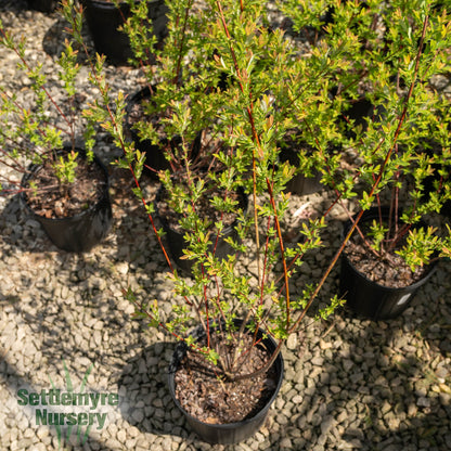 Dappled Willow