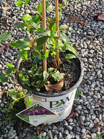 Clematis Happy Jack 2 Gallon Proven Winners