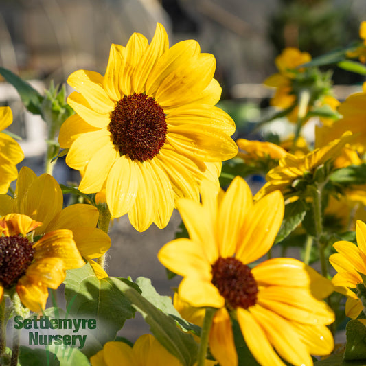 Sunflower Annual 6