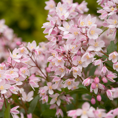 Deutzia Yuki Cherry Blossom 2 Gallon Proven Winners
