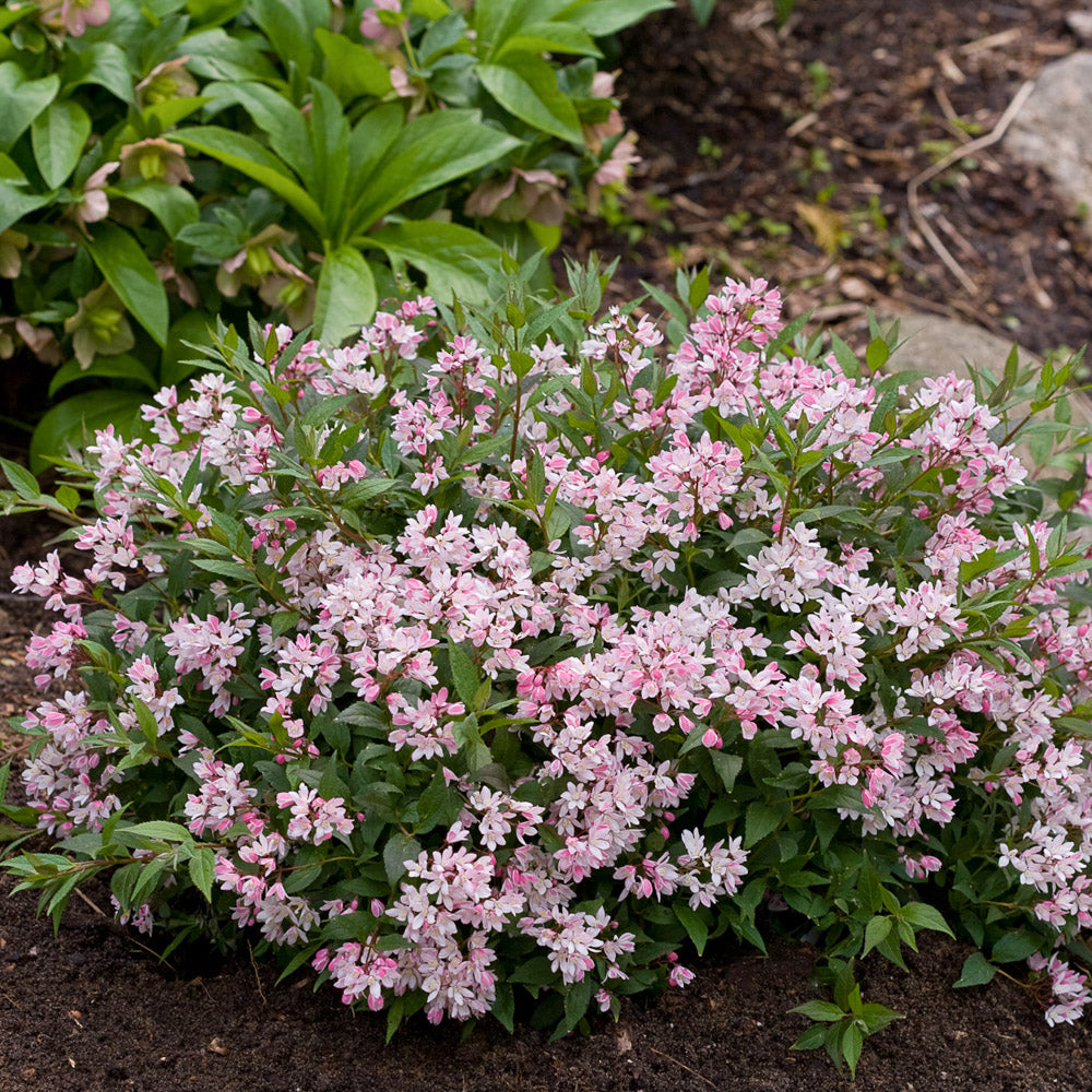Deutzia Yuki Cherry Blossom 2 Gallon Proven Winners
