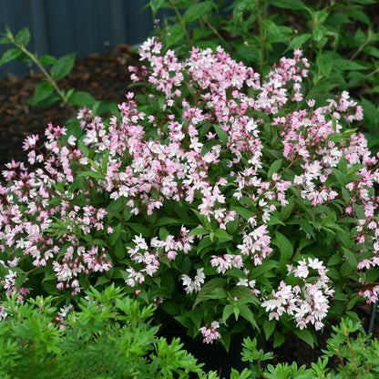 Deutzia Yuki Cherry Blossom 2 Gallon Proven Winners