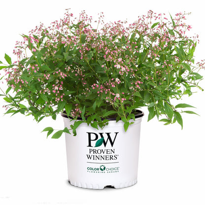Deutzia Yuki Cherry Blossom 2 Gallon Proven Winners
