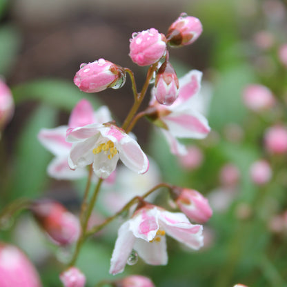 Deutzia Yuki Cherry Blossom 2 Gallon Proven Winners
