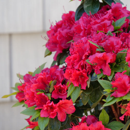 Azalea Perfecto RED 2 Gallon Proven Winners