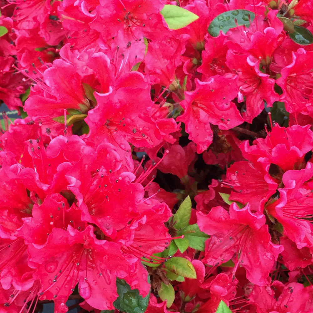 Azalea Perfecto RED 2 Gallon Proven Winners