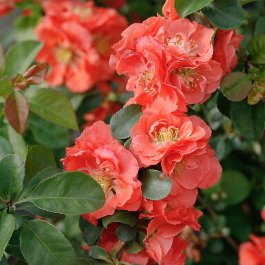 Double Take® Peach Quince 2 Gallon