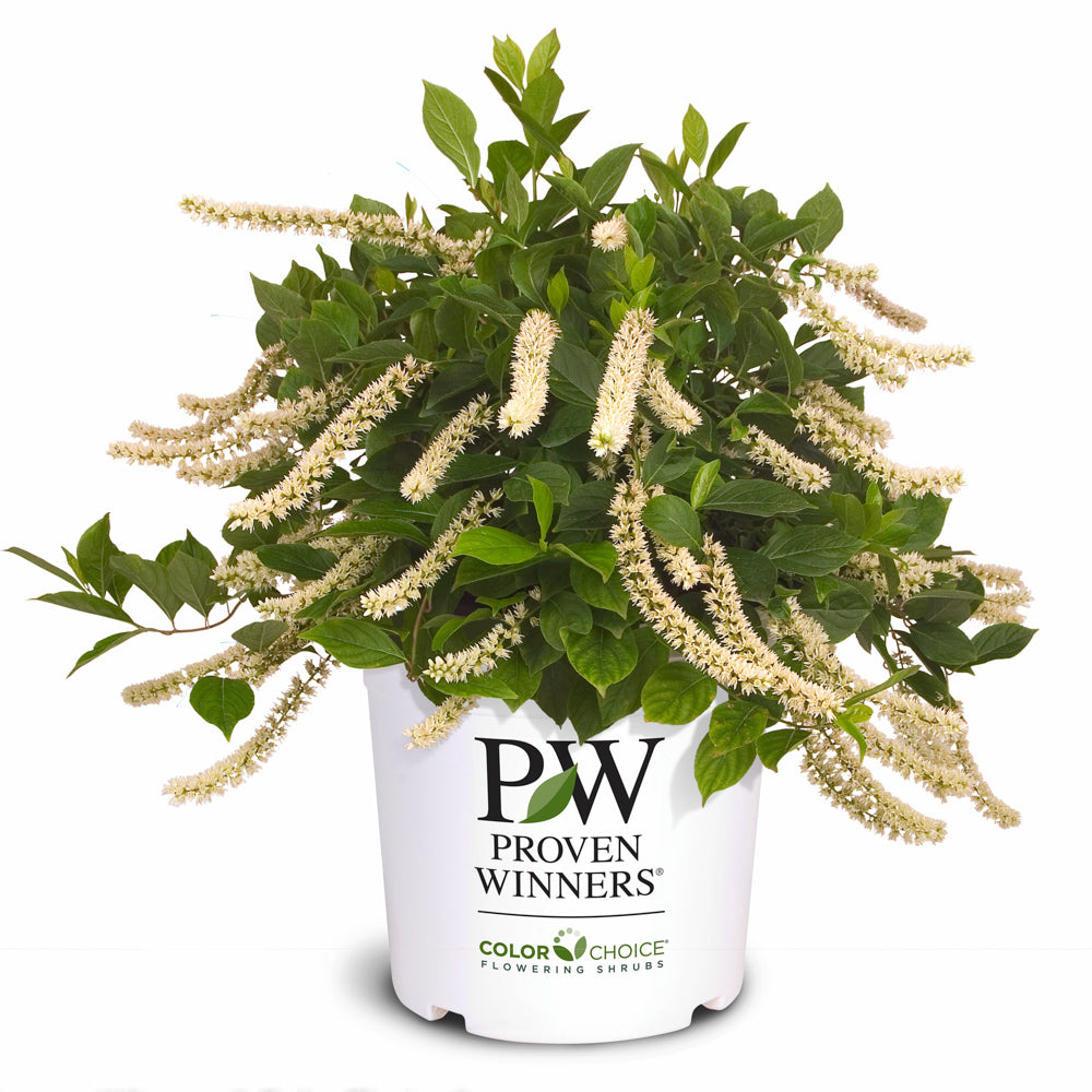 Itea Little Henry 2 Gallon Proven Winners
