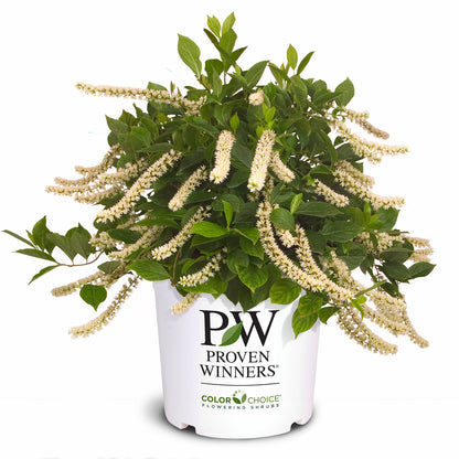 Itea Little Henry 2 Gallon Proven Winners