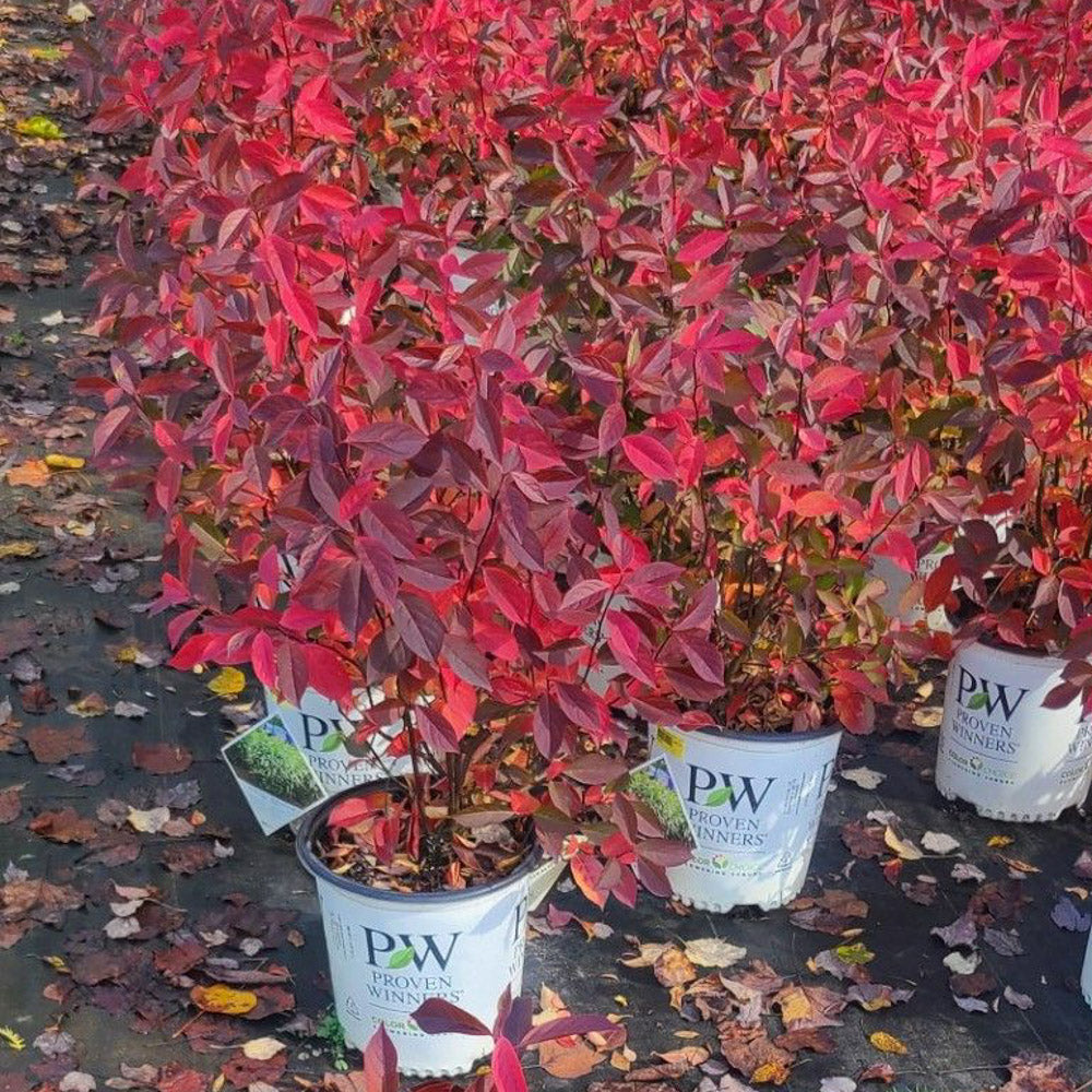 Itea Little Henry 2 Gallon Proven Winners