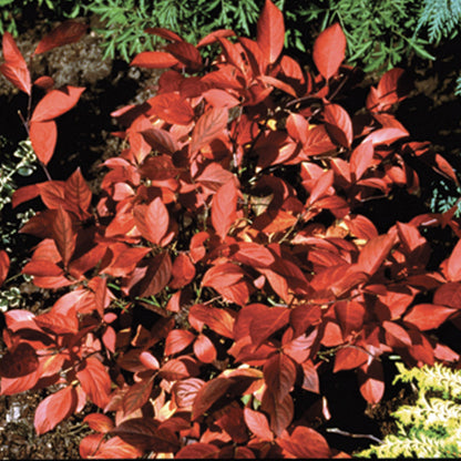 Itea Little Henry 2 Gallon Proven Winners