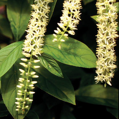 Itea Little Henry 2 Gallon Proven Winners