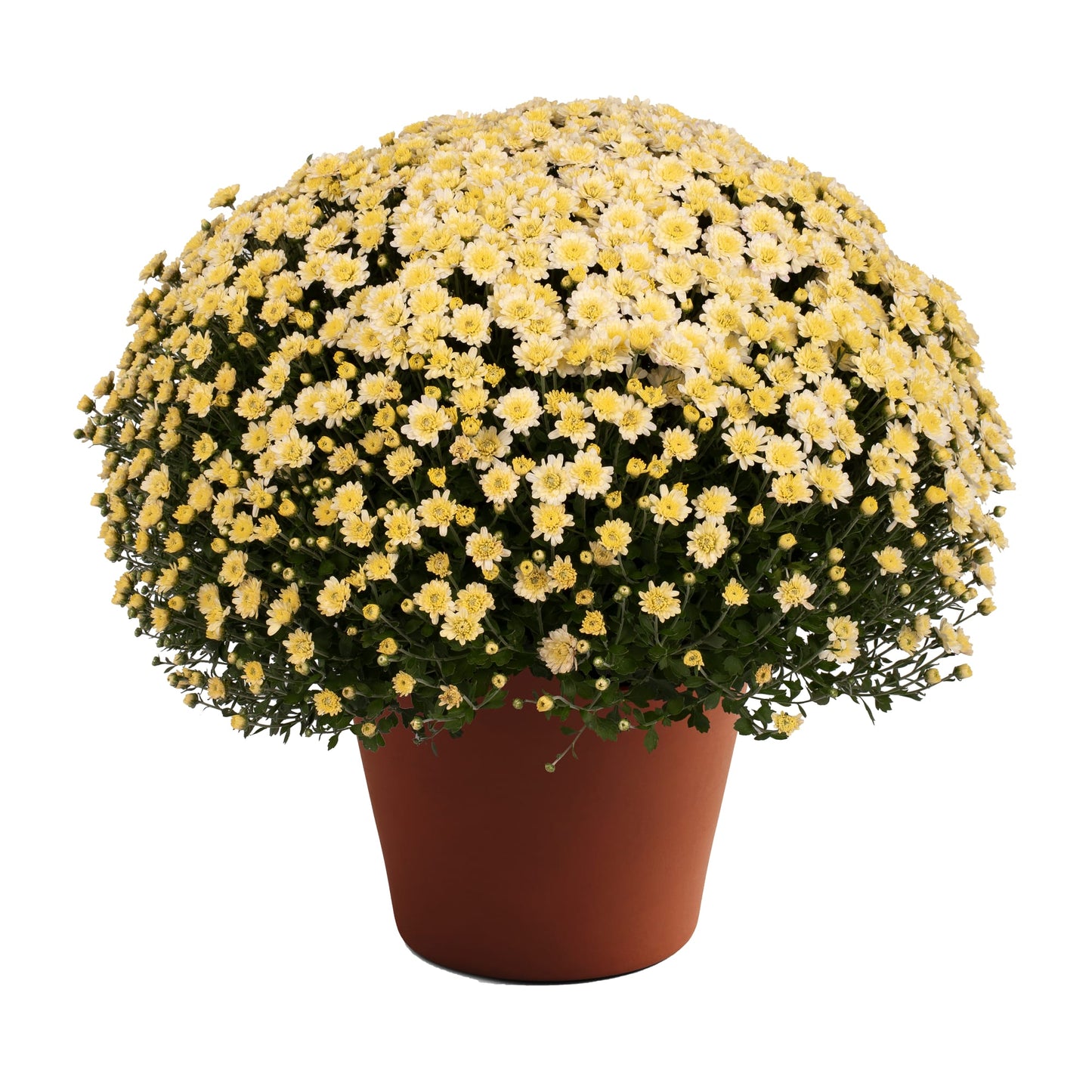 Mum Jacqueline Pearl 12"