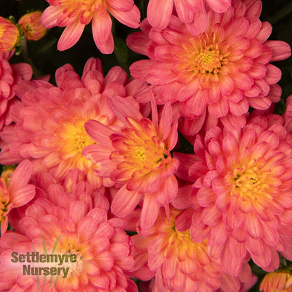 Mum Jacqueline Peach 12"