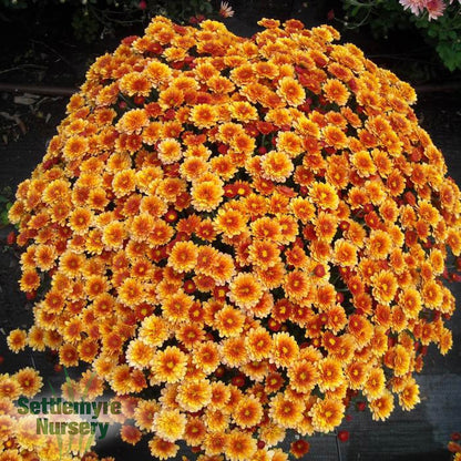 Mum Staviski Orange 12"