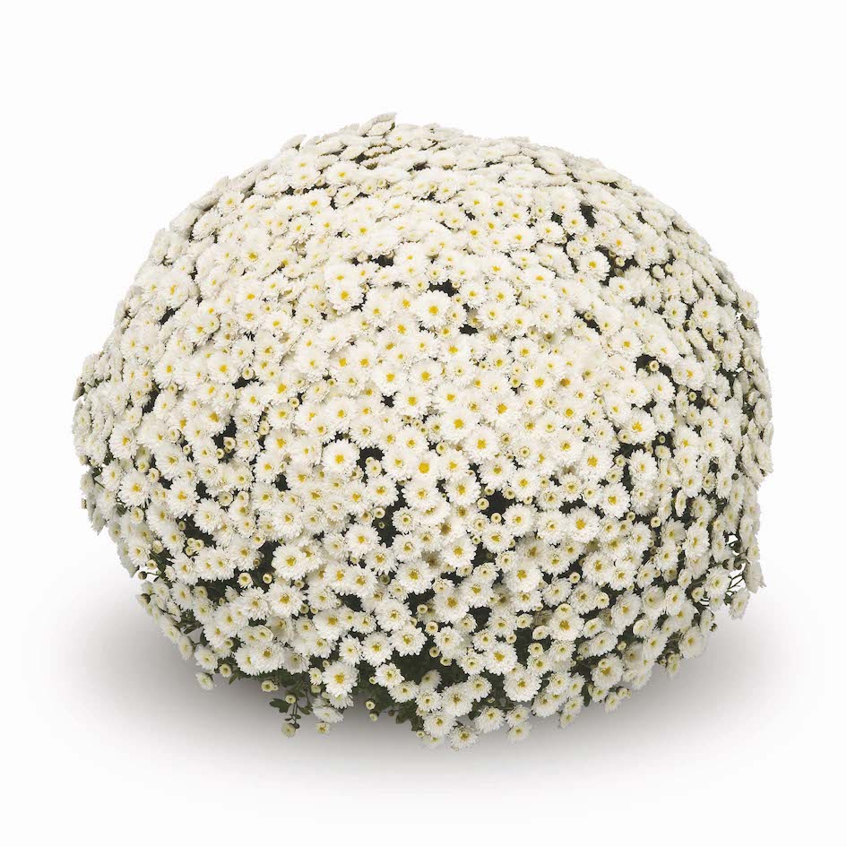 Mum White 8 inch