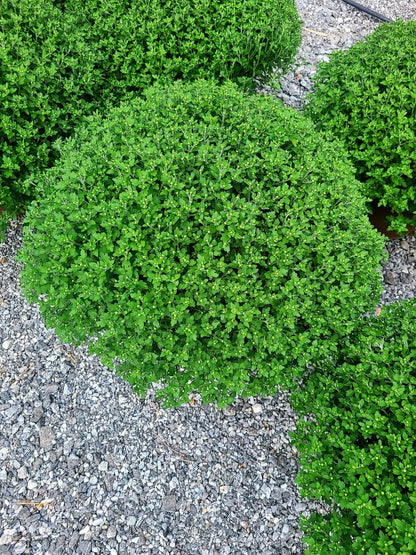 Candy Corn Tri-Color Mum