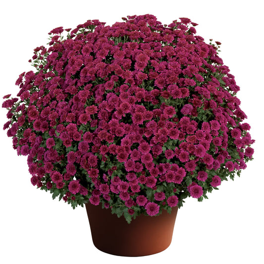 Mum Zaza Purple 12"