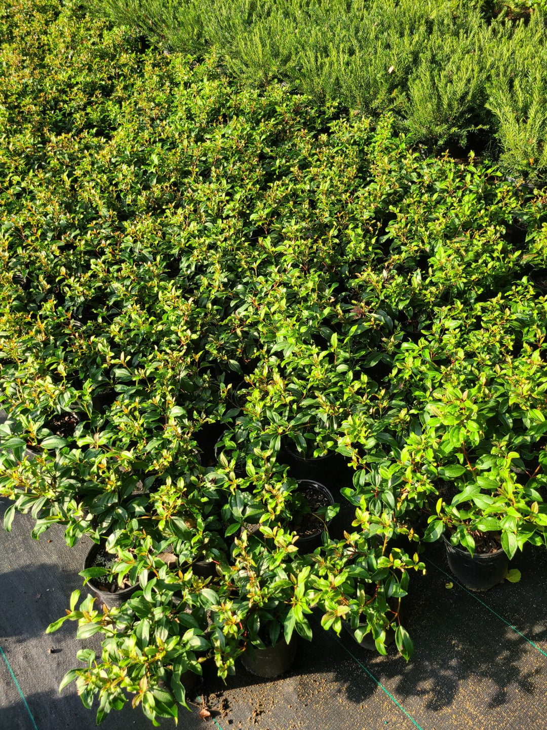 Viburnum Moonlit Lace